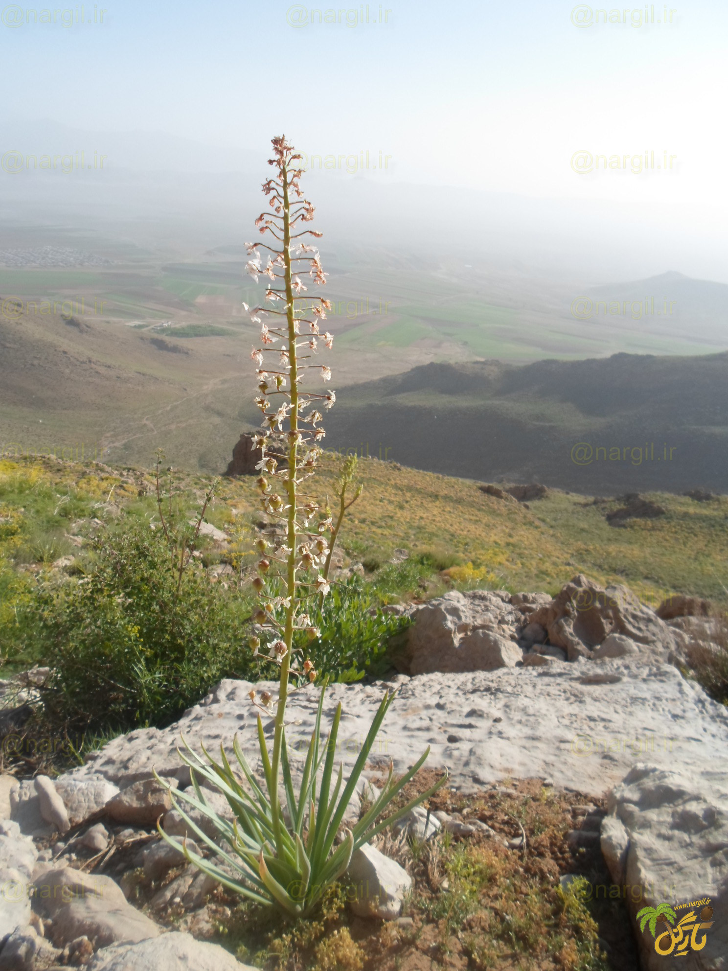 سریش ایرانی - گیاهان بومی ایران